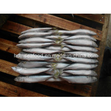 Frozen Mackerel for Tuna Bait (Scomber japonicus)